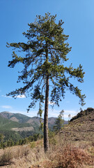 Obraz premium In a logged red pine (Pinus brutia) forest, a designated mother tree awaits, ready to sow the seeds of a new generation.