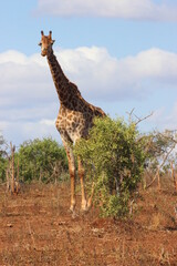 Giraffe