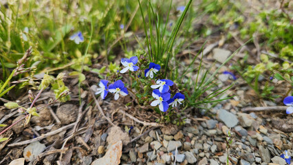 Syrian speedwell (Veronica syriaca) is a low-growing annual with small blue flowers, often found in...