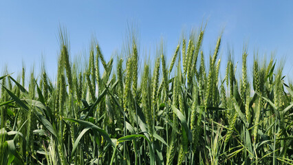 Amid the warmth of a Mediterranean April day, wheat heads reach their ripening stage, signaling the approach of harvest season, now just a month away
