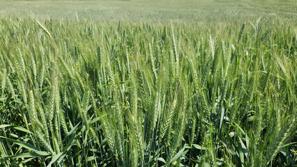 In the Mediterranean Basin, on a beautiful April day, wheat heads begin to ripen, marking the final stages of growth, just a month away from the harvest season.