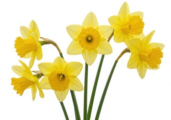 A group of bright yellow daffodils isolated on white background
