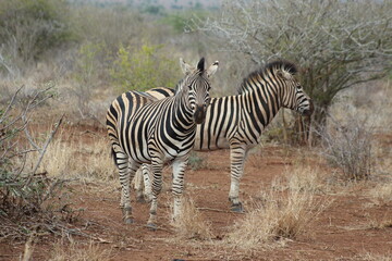 zebra in the wild