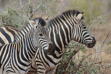 zebras in the wild