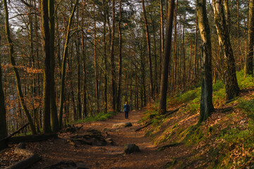 Hiker walking through sunlit forest trail in Sächsische Schweiz, surrounded by tall trees and...