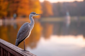 Heron Standing on Railing at Lake in Autumn Serene Landscape