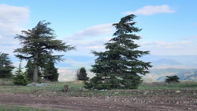 Few trees worldwide possess the legendary longevity, wise presence, beautiful form, and dignified stature of the Lebanon cedar (Cedrus libani).