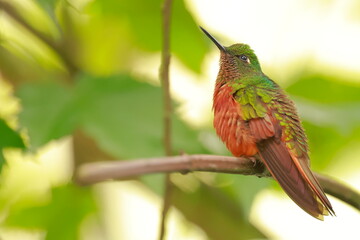 Chestnut-breasted coronet, Boissonneaua matthewsii, Ecuador