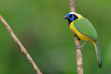 nca green jay, Cyanocorax yncas, Ecuador