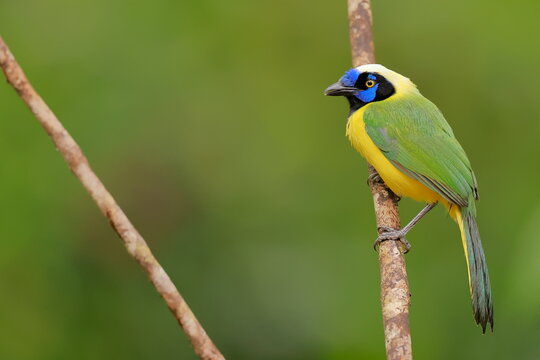 nca green jay, Cyanocorax yncas, Ecuador