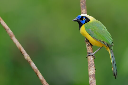nca green jay, Cyanocorax yncas, Ecuador