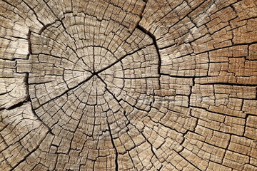 Fototapeta premium A CloseUp of Tree Rings Demonstrating Intricate Natural Textures and Patterns Found in Nature