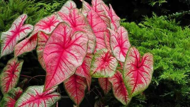 beautiful leaves of caladium red flower move in the wind
