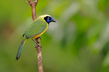 nca green jay, Cyanocorax yncas, Ecuador