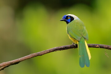 nca green jay, Cyanocorax yncas, Ecuador