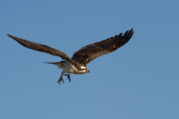 Osprey eagle flying in blue sky
