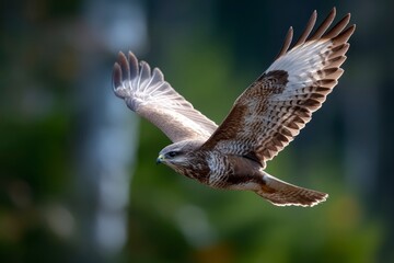 Majestic Buzzard Flying in Natural Habitat with Wings Spread Wide