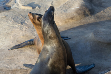 Fototapeta premium Sea Lions playing on the beach of La Jolla