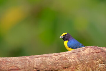 Orange-bellied euphonia, Euphonia xanthogaster, Ecuador