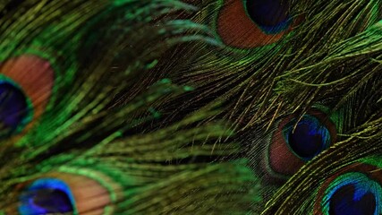 Natural organic pattern of peacock feathers. Close-up view,geometry, iridescence - Powered by Adobe