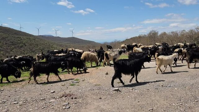 A mixed flock of local black goats and Awassi sheep breeds heading to pastures in the Amanus Mountains.