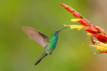 Sparkling violetear (Colibri coruscans) Ecuador