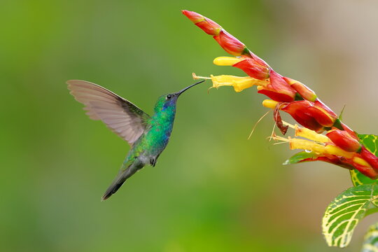 Sparkling violetear (Colibri coruscans) Ecuador