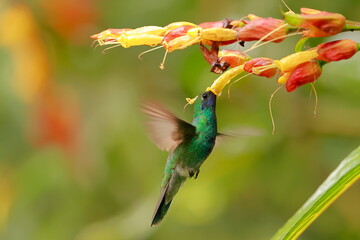 Sparkling violetear (Colibri coruscans) Ecuador