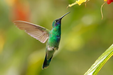 Sparkling violetear (Colibri coruscans) Ecuador