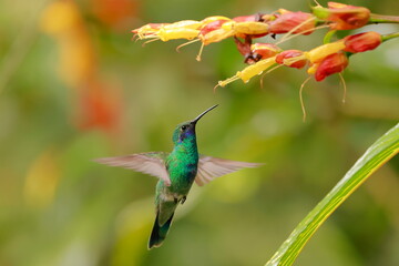 Sparkling violetear (Colibri coruscans) Ecuador