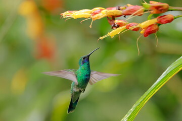 Sparkling violetear (Colibri coruscans) Ecuador