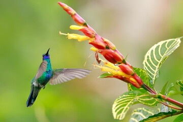 Fototapeta premium Sparkling violetear (Colibri coruscans) Ecuador