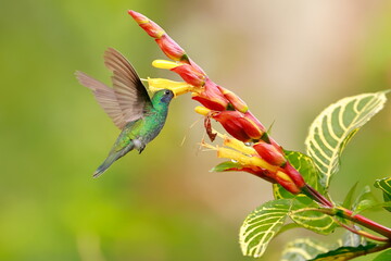 Sparkling violetear (Colibri coruscans) Ecuador
