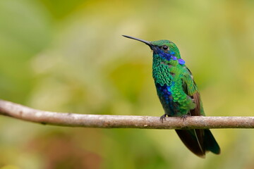 Sparkling violetear (Colibri coruscans) Ecuador