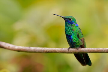 Sparkling violetear (Colibri coruscans) Ecuador