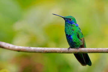 Sparkling violetear (Colibri coruscans) Ecuador