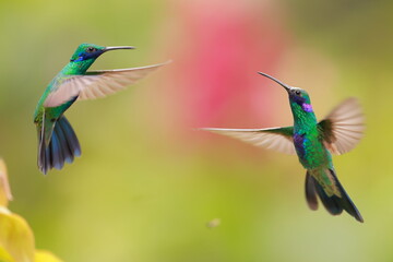 Sparkling violetear (Colibri coruscans) Ecuador