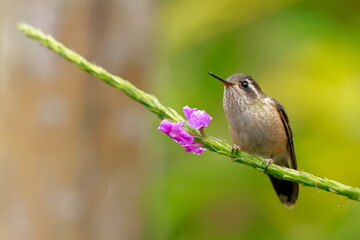 Speckled hummingbird, Adelomyia melanogenys, Ecuador