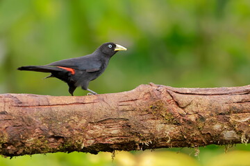 Subtropical cacique, Cacicus uropygialis, Ecuador