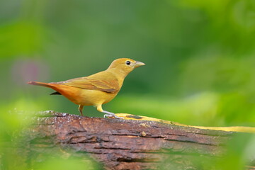 Summer tanager, Piranga rubra, Ecuador