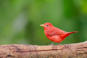 Summer tanager, Piranga rubra, Ecuador
