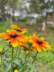 Radiant Orange Flowers Flourishing in a Beautifully Lush Green Environment Surrounding Them
