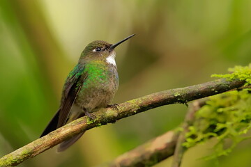 Tourmaline sunangel, Heliangelus exortis, Ecuador