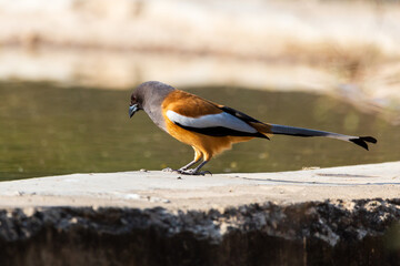 Rufous treepie perched on water hole rim in the Jhalana Leopard Safari Park, Jaipur, Rajasthan, India