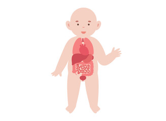 Internal organs of the child