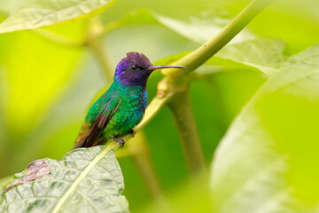 Velvet-purple coronet, Boissonneaua jardini, Ecuador