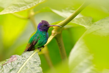 Velvet-purple coronet, Boissonneaua jardini, Ecuador