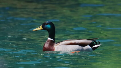Mallard duck in sea, Anas platyrhynchos, birds of Montenegro 
