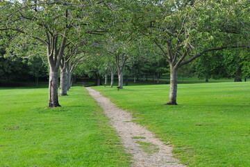Path in through a beautiful park with leafy trees and spacious grass lawn