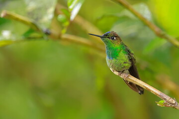 Violet fronted brilliant, Heliodoxa leadbeateri, Ecuador
